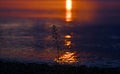 shepherd\'s purse, Capsella bursa pastoris on the shoreline between the lights of the sunset