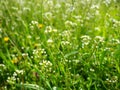 Shepherd's purse plant in the meadow. Capsella bursa-pastoris. Meadow or field. Lawn in the forest. Blooming field