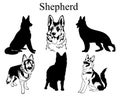 Shepherd set. Collection of pedigree dogs. Black and white illustration of a shepherd dog. Vector drawing of a pet