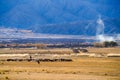 Shepherd and Sheep grazing at foot of Snow Mountain on Pamirs in Fall Royalty Free Stock Photo