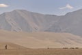Shepherd and sheep pashimna on the plateau of Ladakh at an altitude of 4,225 m leading to the salt lake Pangong Tso Tso Nyak
