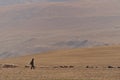 Shepherd and sheep pashimna on the plateau of Ladakh at an altitude of 4,225 m leading to the salt lake Pangong Tso Tso Nyak