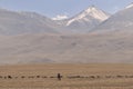 Shepherd and sheep pashimna on the plateau of Ladakh at an altitude of 4,225 m leading to the salt lake Pangong Tso Tso Nyak