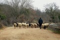 Shepherd and sheeps