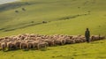 shepherd tending a flock of sheep on the green meadow of his farm Royalty Free Stock Photo