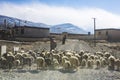 The shepherd in Tibet