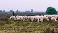 Shepherd with Veluwe Heath Sheep on the Ermelo Heath