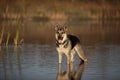 Shepherd wading