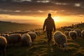 Shepherd walking with his flock of sheep at sunset, golden light bathing the rolling hills Royalty Free Stock Photo