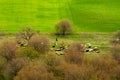 Shepherd walking with his goat herd and flock of sheep Royalty Free Stock Photo