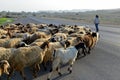 Shepherd walking his sheep Royalty Free Stock Photo