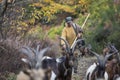 Shepherd walking towards the mountain with his goats