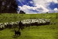 Shepherd walks along the sunny meadow with his dog and herd of sheep.