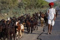 A shepherd walks on the road