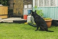 Disciplined shepherd watchdog in yard of old country house