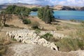 Shepherd witd sheep near lake in Andalusia