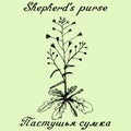 Shepherd's purse hand drawn sketch botanical illustration