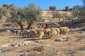 Shepherdess and Sheep in an Olive Grove Royalty Free Stock Photo