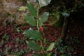 Shepherdia argentea, commonly called silver buffaloberry Royalty Free Stock Photo