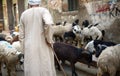 Shepherding in Cairo, Egypt Royalty Free Stock Photo