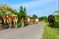 Shepherds are drive a herd of bloodstock cows, walking on the road Royalty Free Stock Photo