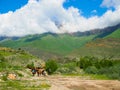 Shepherds drive a herd of cows in the mountains.