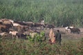 shepherds with flock of sheep and animals in the fields.