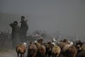 shepherds with flock of sheep in rural areas on Baluchistan