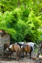 Shepherds horses on watering in the Balkan village Royalty Free Stock Photo