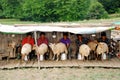 Shepherds milking sheep