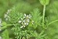 Shepherds Needle (Scandix pecten-veneris) plant flowers and leaves with water droplets.