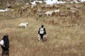 Shepherds with new born lambs, Gran Sasso, Italy Royalty Free Stock Photo