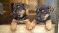 Shepherds puppys. Two cheerful friends. Two puppies of a German shepherd. Royalty Free Stock Photo