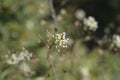 Shepherds purse