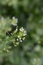 Shepherds purse