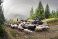 Shepherds and sheep Carpathians
