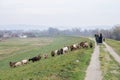 Shepherds standing near a Herd of goats in a pasture field full of green grass, in fall in Voivodina