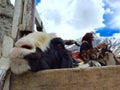 Shepherds transporting goats across Zojila pass