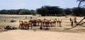 Shepherds Turkana (Kenya) Royalty Free Stock Photo