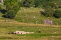 Sheppherd Dabadzveli landscape Borjomi Samtskhe Javakheti Georgia Europe landmark