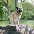 Dog wearing an electric training collar outdoors on adventure