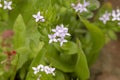 sherardia arvensis flower Royalty Free Stock Photo