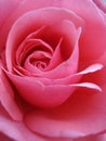 Sherbet-pink rose Royalty Free Stock Photo