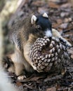 Sherman Fox Squirrel photo. Sherman Fox Squirrel with a pine cone christmas season. Sherman`s Fox Squirrel close-up