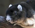 Sherman Fox Squirrel stock photo. Sherman Fox Squirrel head close-up profile view resting on a branch