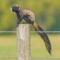 Sherman`s fox squirrel Sciurus Niger Shermani, Florida native, on barbed wire fence post Royalty Free Stock Photo