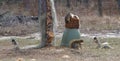 4 shermans fox squirrels (Sciurus niger shermani) eating from deer feeder. Southern or eastern fox squirrel