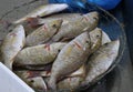 Sherry fish in a basket for sell in market