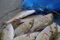 Sherry fish in a basket for sell in market