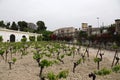 Sherry grape field in Jerez de la Frontera in Andalusia, Spain Royalty Free Stock Photo